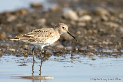 Bécasseau variable - Dunlin 4m6
