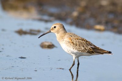 Bécasseau variable - Dunlin 5m6
