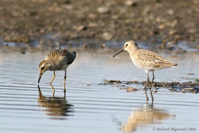 Bécasseau variable et poitrine cendrée m6