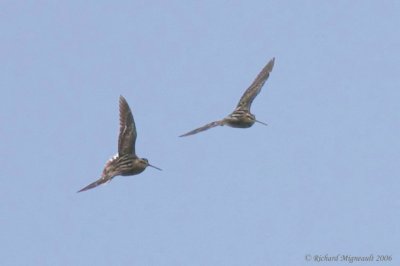 Bécassine de Wilson - Wilson’s Snipe common s. 3m6