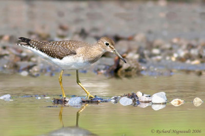 Chevalier solitaire - Solitary Sandpiper 1m6