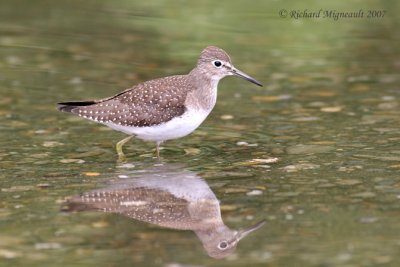 Chevalier solitaire - Solitary Sandpiper 2m7