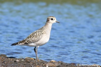 Pluvier bronzé - American Golden Plover 1m6