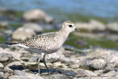 Pluvier bronzé - American Golden Plover 3m6