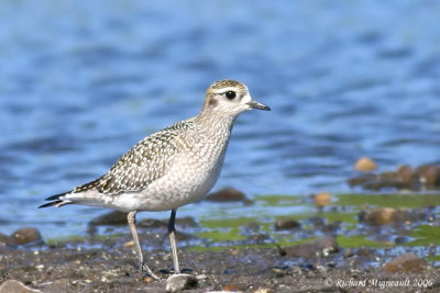 Pluvier bronzé - American Golden Plover 4m6