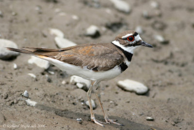 Pluvier kildir - Killdeer 4m6