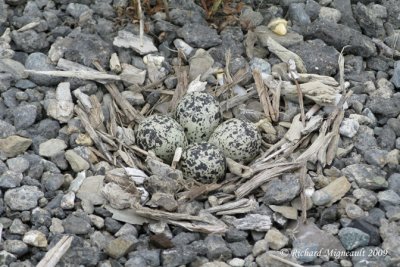 Pluvier kildir - Killdeer nid m9