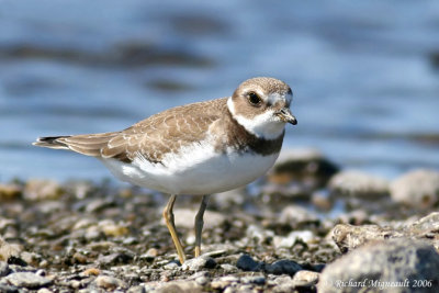 Pluvier semipalmé - Semipalmated Plover 1m6