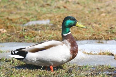 Canard colvert - Mallard 3m7