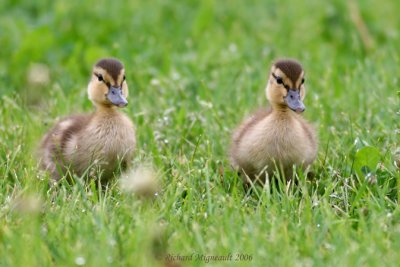 Canard colvert - Mallard poussin 3m6