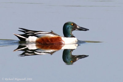 Canard souchet - Northern Shoveler 1m6