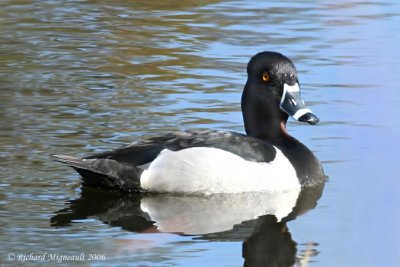 Fuligule à collier - Ring-necked Duck 1m6