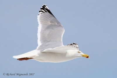 Goéland argenté - Herring Gull 1m7