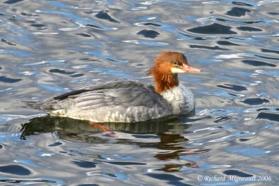 Grand Harle - Common Merganser femelle m6