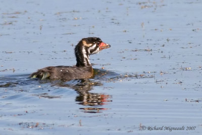 Grbe  bec bigarr - Pied-billed Grebe juvnille 1 m7