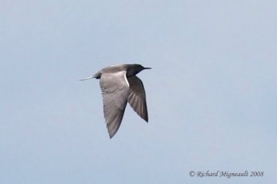 Guifette noire - Black Tern m8