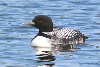 Plongeon huard - Common Loon 2m6