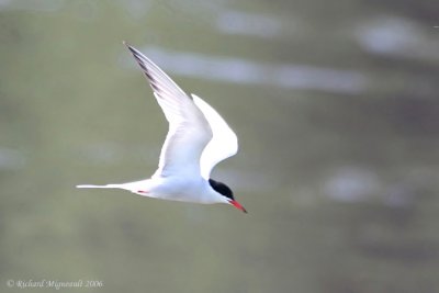 Sterne pierregarin - Common Tern 1m6