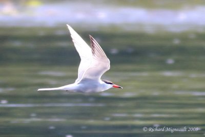 Sterne pierregarin - Common Tern 2m8