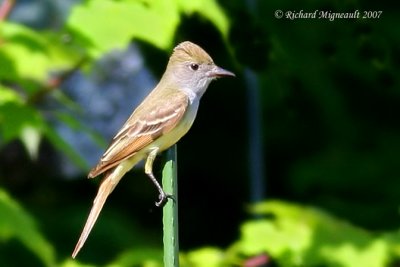 Tyran huppé - Great Crested Flycatcher 1m7
