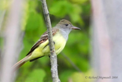 Tyran huppé - Great Crested Flycatcher 2m8