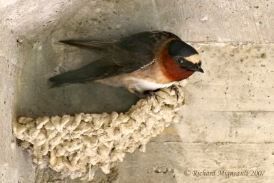 Hirondelle à front blanc - Cliff Swallow 2m7