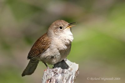 Troglodyte familier - House Wren 3m8
