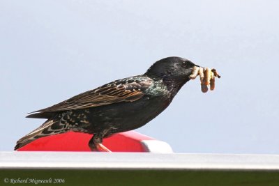 Étourneau sansonnet - European Starling 1m6
