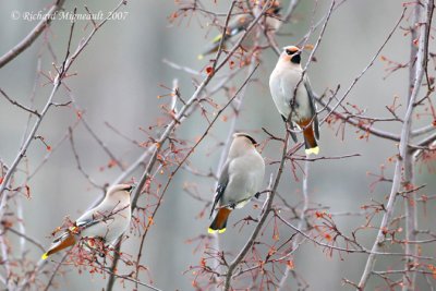 Jaseur boréal - Bohemian Waxwing 1m7