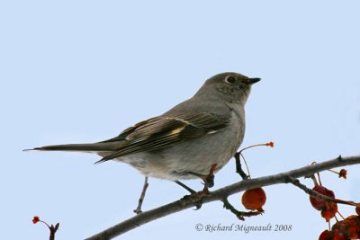 Solitaire de Townsend - Townsend’s Solitaire 2m8