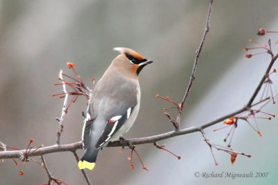 Jaseur boréal - Bohemian Waxwing 4m7