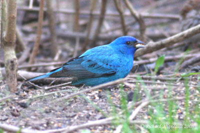Passerin indigo - Indigo Bunting 1m8