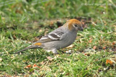 Durbec des sapins - Pine Grosbeak 4m7