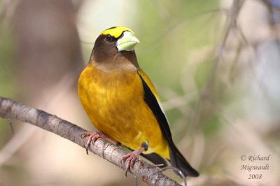 Gros-bec errant - Evening Grosbeak 3m8