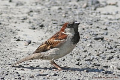 Moineau domestique - House Sparrow 2m6