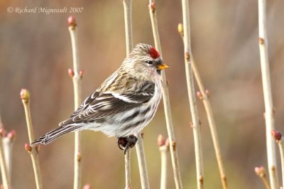 Sizerin flammé - Common Redpoll 1m7