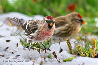 Sizerin flammé - Common Redpoll 4m7