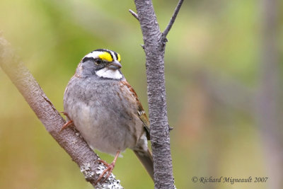 Bruant à gorge blanche - White-throated Sparrow 1m7