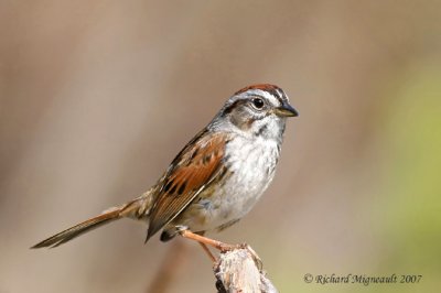 Bruant des marais - Swamp Sparrow 1m7