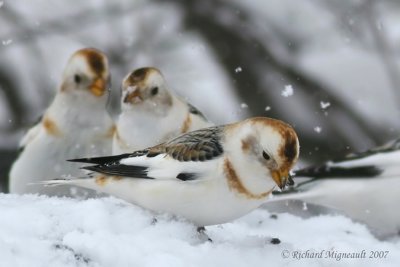Plectrophane des neiges - Snow Bunting 1m7