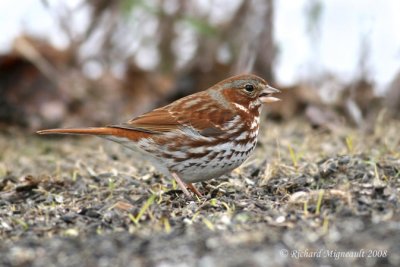 Bruant fauve - Fox Sparrow 1m8