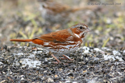 Bruant fauve - Fox Sparrow 2m8