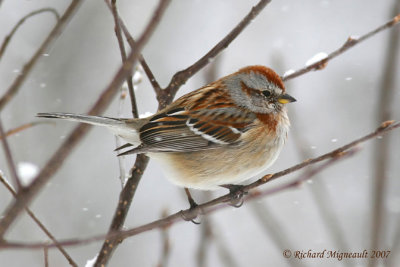 Bruant hudsonien - American Tree Sparrow 1m7