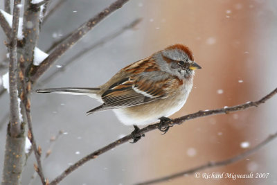 Bruant hudsonien - American Tree Sparrow 2m7