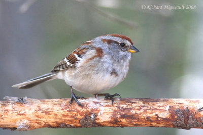 Bruant hudsonien - American Tree Sparrow 5m8