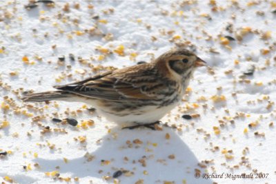 Bruant lapon - Lapland Longspur mâle 1m7