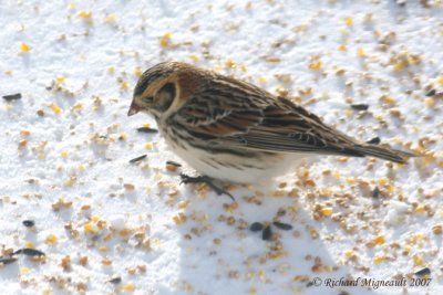Bruant lapon - Lapland Longspur mâle 2m7