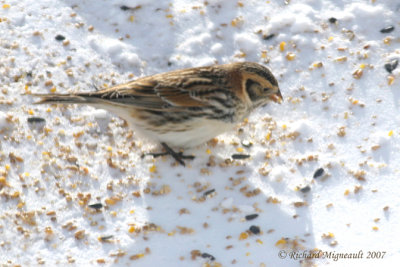 Bruant lapon - Lapland Longspur mâle 3m7