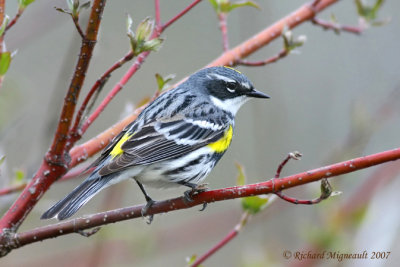 Paruline à croupion jaune - Yellow-rumped Warbler 2m7