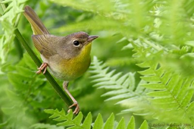 Paruline masquée - Common Yellowthroat femelle 1m6